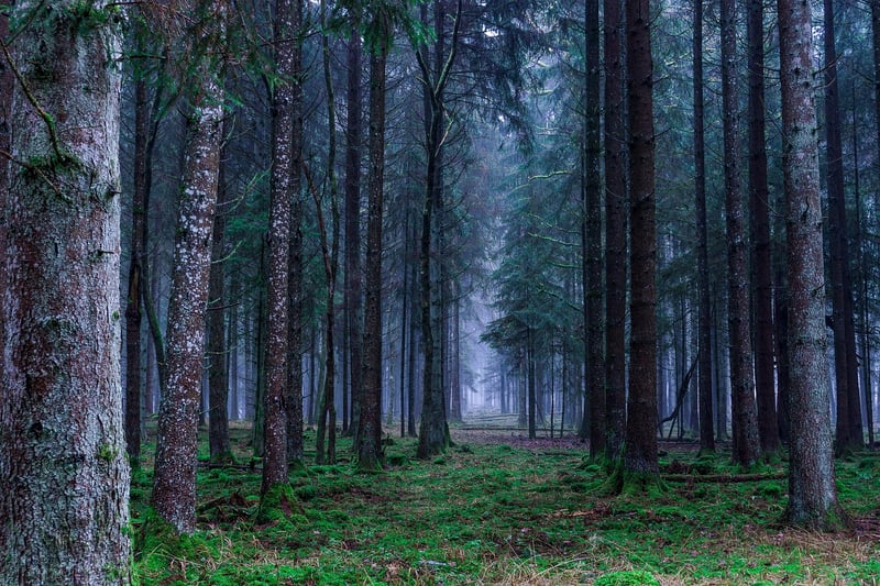 Fairytale Photos