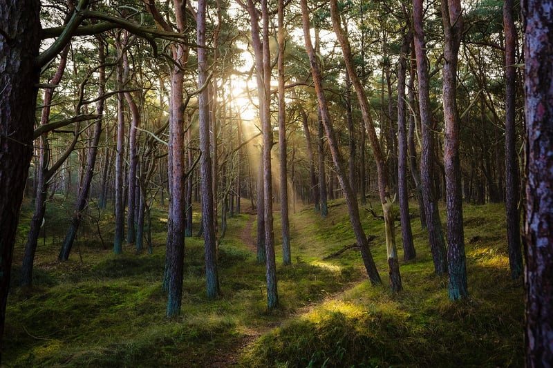 Magical Woodland